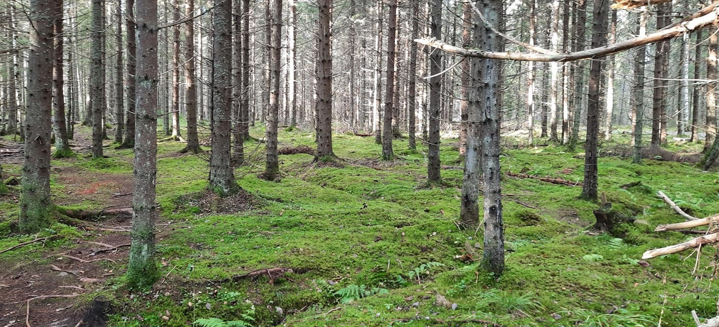 Mennään metsään